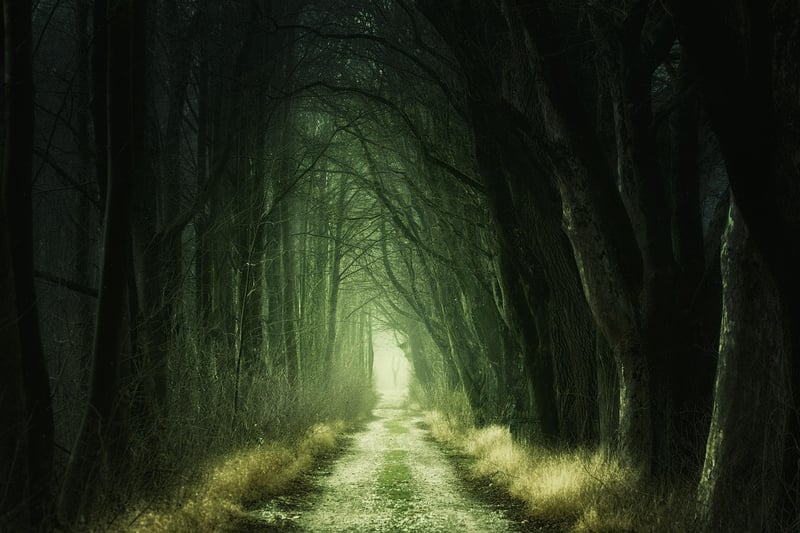 Magical Woodland Atmosphere
